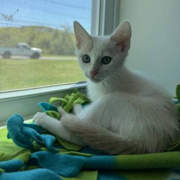 American Shorthair Cats Available for Adoption in Bethel, Connecticut - Tygra | PetCurious