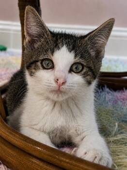 Domestic Short Hair Cats Available for Adoption in Lemoyne, Pennsylvania - Johnnie Walker (a Diamond In The Fluff) | PetCurious