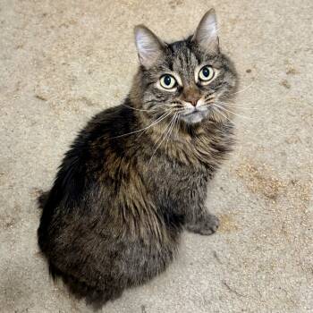 Rescue Maine Coon and Domestic Long Hair Cats for Adoption in Knoxville, Tennessee - Lucy | PetCurious