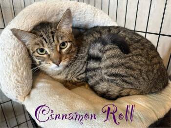 Rescue Domestic Short Hair Cats for Adoption in Schnecksville, Pennsylvania - CINNAMON ROLL | PetCurious