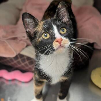 Paisley -  Domestic Short Hair Cat for Adoption in Prairie Du Chien, Wisconsin - Paisley | PetCurious