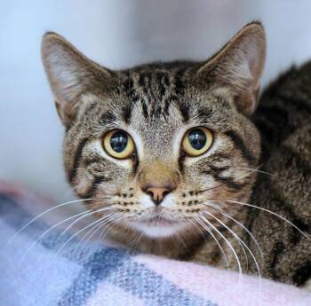 Warden (AO37828) -  Domestic Short Hair Cat for Adoption in Kansas City, Kansas - Warden (AO37828) | PetCurious
