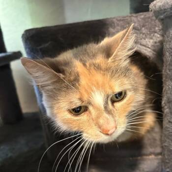 Zuri -  Domestic Medium Hair Cat for Adoption in Kennebunk, Maine - Zuri | PetCurious