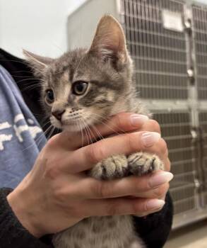 Splash -  Domestic Short Hair Cat for Adoption in Sioux City, Iowa - Splash | PetCurious