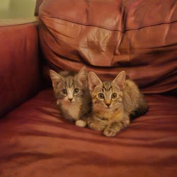 Blondie -  Domestic Short Hair Cat for Adoption in Charlottesville, Virginia - Blondie | PetCurious