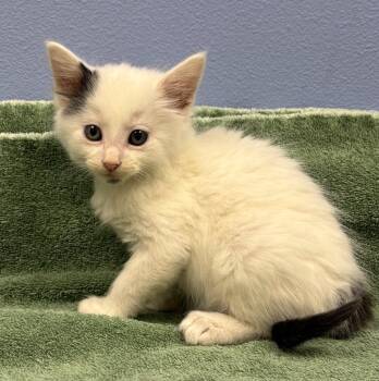 Rescue Domestic Short Hair Cats for Adoption in Little Rock, Arkansas - Jonathan | PetCurious