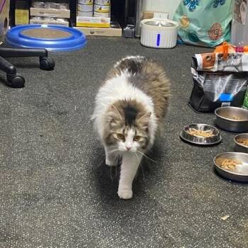 Domestic Long Hair and Domestic Short Hair Cats Available for Adoption - Jolene And Skeeter  | PetCurious