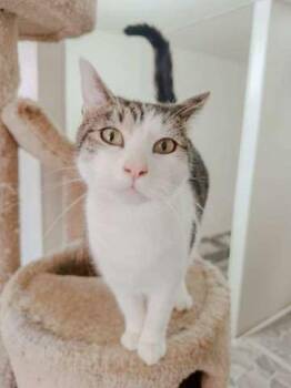 Tabby and Domestic Short Hair Cats Available for Adoption in Attalla, Alabama - Reed | PetCurious