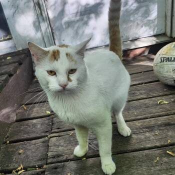 Found Oak Terrace Mobile Home Park Rochester MN -  Domestic Short Hair Cat for Adoption in Rochester, Minnesota - Found Oak Terrace Mobile Home Park Rochester MN | PetCurious