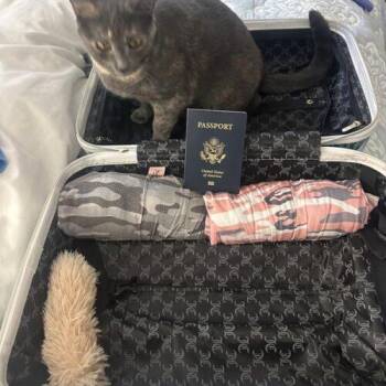 Lorelei -  Domestic Short Hair Cat for Adoption in Tampa, Florida - Lorelei | PetCurious