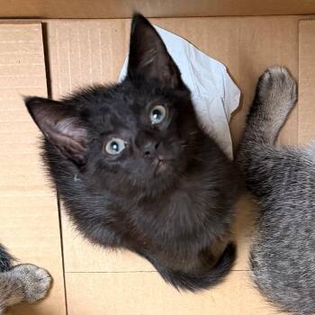 Sorrel -  Domestic Short Hair Cat for Adoption in Philadelphia, Pennsylvania - Sorrel | PetCurious