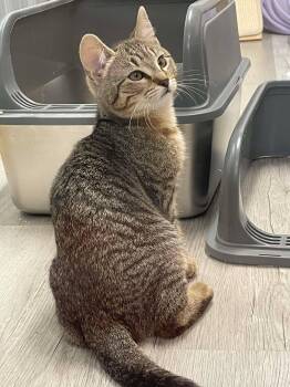 Domestic Short Hair Cats Available for Adoption - Stormy | PetCurious