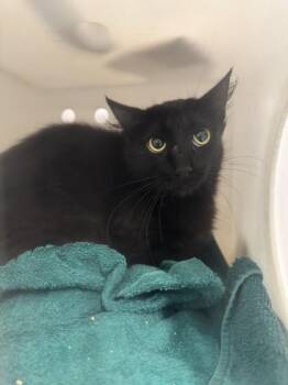 Michelle Visage -  Domestic Short Hair Cat for Adoption in Roseville, California - Michelle Visage | PetCurious