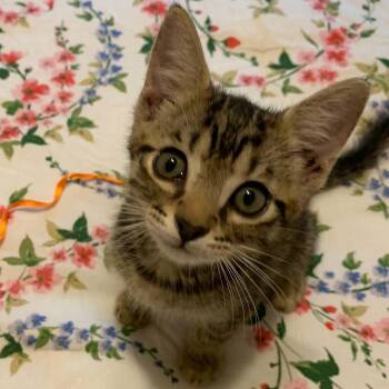 Charlie -  Tabby and Domestic Short Hair Cat for Adoption in San Antonio, Texas - Charlie | PetCurious