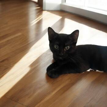 Rescue Domestic Short Hair Cats for Adoption in Dallas, Texas - Inky (MM) | PetCurious