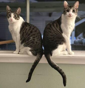 Ghost & Stitch, 2 Sweet Easygoing Tabbies -  Tabby and Tiger Cat for Adoption in Metairie, Louisiana - Ghost & Stitch, 2 Sweet Easygoing Tabbies | PetCurious