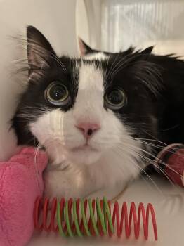 Gilbert -  Domestic Medium Hair Cat for Adoption in Ferndale, Michigan - Gilbert | PetCurious
