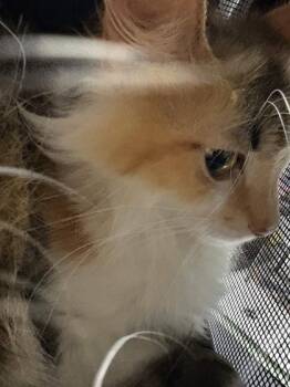 Domestic Long Hair and Domestic Short Hair Cats Available for Adoption in Memphis, Tennessee - Tide | PetCurious