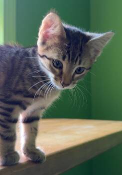 Courtesy Post- Andretta -  Domestic Short Hair Cat for Adoption in Washington Township, New Jersey - Courtesy Post- Andretta | PetCurious