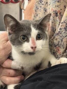 Emilia -  Domestic Short Hair Cat for Adoption in Locust Grove, Virginia - Emilia | PetCurious