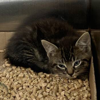Waffles -  Domestic Medium Hair Cat for Adoption in Westminster, California - Waffles | PetCurious