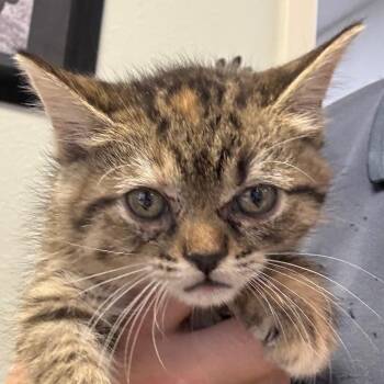 Impala -  Domestic Medium Hair Cat for Adoption in Jacksonville, Arkansas - Impala | PetCurious
