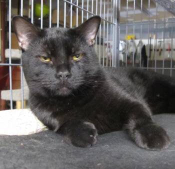 Frank -  Domestic Short Hair Cat for Adoption in Richmond, Virginia - Frank | PetCurious