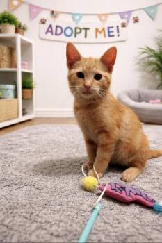 Domestic Medium Hair Cats Available for Adoption - Murphy | PetCurious