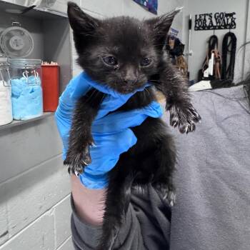 Finch -  Domestic Short Hair Cat for Adoption in Summerville, South Carolina - Finch | PetCurious