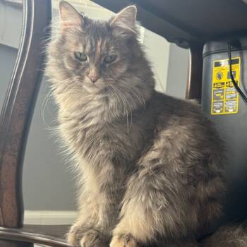 Rescue Turkish Angora Cats for Adoption in South Elgin, Illinois - Suzy - Home To Home | PetCurious