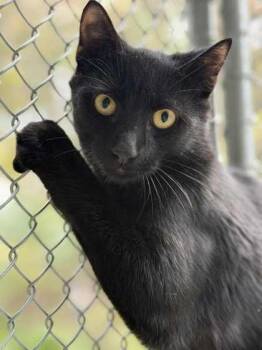 Rescue Domestic Short Hair Cats for Adoption in Batavia, Ohio - Skeet Ulrich | PetCurious