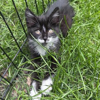 Perfect Panda -  Domestic Short Hair Cat for Adoption in Wheeling, Illinois - Perfect Panda | PetCurious