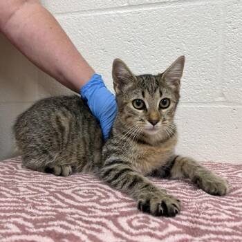 SVAS-Stray-39299 -  Domestic Short Hair Cat for Adoption in Lyndhurst, Virginia - SVAS-Stray-39299 | PetCurious