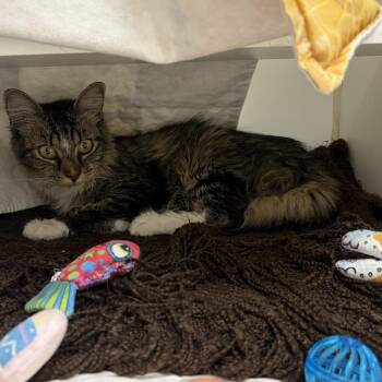 Glinda -  Domestic Long Hair Cat for Adoption in Reisterstown, Maryland - Glinda | PetCurious