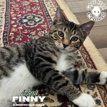 Finny -  Domestic Short Hair Cat for Adoption in Wilmington, North Carolina - Finny | PetCurious