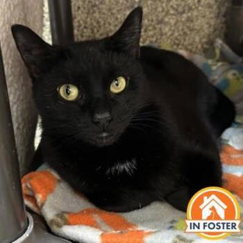 Princess Lolly -  Domestic Short Hair Cat for Adoption in Merriam, Kansas - Princess Lolly | PetCurious