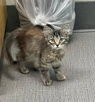 Rescue Domestic Long Hair Cats for Adoption in Gilroy, California - Shelly | PetCurious