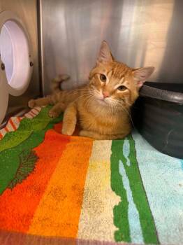 Sarge -  Domestic Medium Hair Cat for Adoption in Boone, Iowa - Sarge | PetCurious