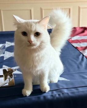 Nova -  Domestic Long Hair Cat for Adoption in Anchorage, Alaska - Nova | PetCurious