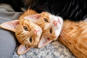 LLOYD & HARRY -  Domestic Short Hair and Tabby Cat for Adoption in Lakesite, Tennessee - LLOYD & HARRY | PetCurious