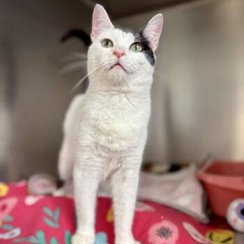 Ruby -  American Shorthair Cat for Adoption in Asheville, North Carolina - Ruby | PetCurious