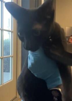 SENTRA -  Domestic Short Hair Cat for Adoption in San Antonio, Texas - SENTRA | PetCurious