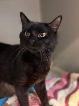 Atlas -  Domestic Medium Hair Cat for Adoption in Pottsville, Pennsylvania - Atlas | PetCurious