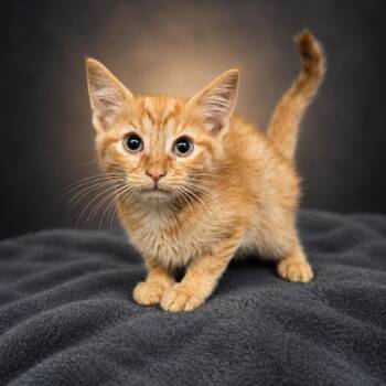 Snap -  Domestic Medium Hair Cat for Adoption in Newport, Tennessee - Snap | PetCurious