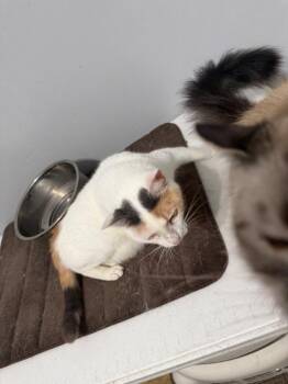 Ash -  Domestic Short Hair Cat for Adoption in Irmo, South Carolina - Ash | PetCurious