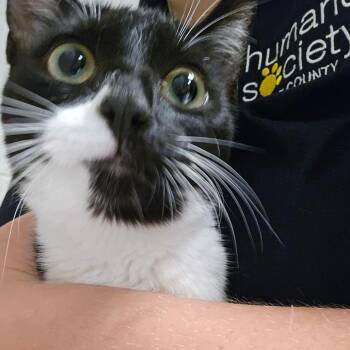 Queens -  Domestic Short Hair Cat for Adoption in Bristol, Indiana - Queens | PetCurious