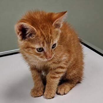Tinkn -  Domestic Short Hair Cat for Adoption in Mount Vernon, Indiana - Tinkn | PetCurious