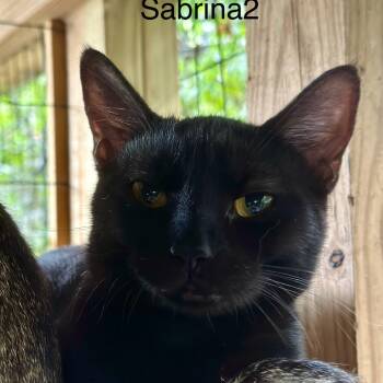 Rescue Domestic Short Hair Cats for Adoption in Alexandria, Virginia - Sabrina | PetCurious