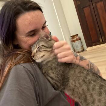 Tabby and Domestic Short Hair Cats Available for Adoption - Pippie | PetCurious