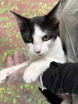 BOW TIE -  Domestic Short Hair Cat for Adoption in San Antonio, Texas - BOW TIE | PetCurious